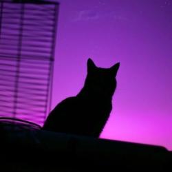 Shiesty's Avatar'