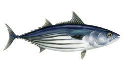 TunaFish's Avatar'
