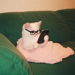 Redowl's Avatar'