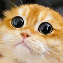 Urens's Avatar'