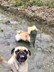 muddoggydog's Avatar'