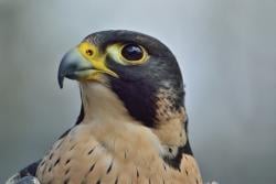 PeregrineFalcon