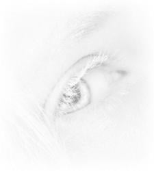 Shinyflakess's Avatar'