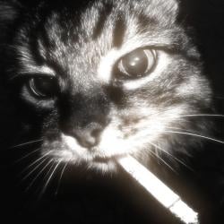 vanhekien's Avatar'