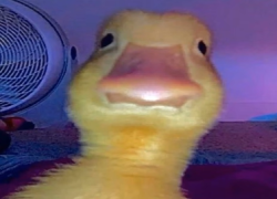 DuckTheGoat's Avatar'
